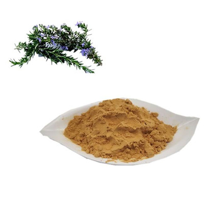 Antioxidant Properties And Health Benefits of Rosemary Extract