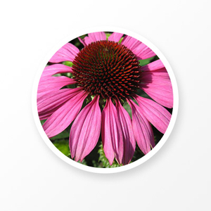 Echinacea Extract