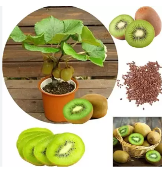 ARE KIWI SEEDS GOOD FOR YOU?