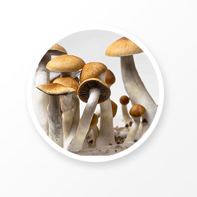 Poria Mushroom Extract