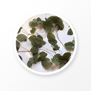 Epimedium Leaf 