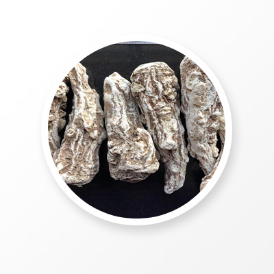 Chinese Angelica Sinensis 