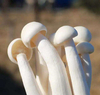 Coprinus Comatus Extract 
