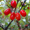 Fructus Corni