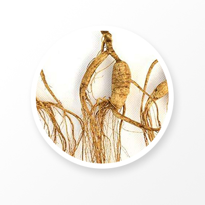 Wild Ginseng Root ,Chinese "Linxia Ginseng"