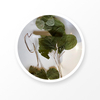 Epimedium Leaf 