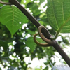 Ramulus Uncariae Cum Uncis